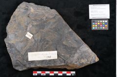 Foto (Objekt + Etikett) von Cupanites novae zeelandiae Ettingshausen (NHMW-GEO-2024-0188-10248)
